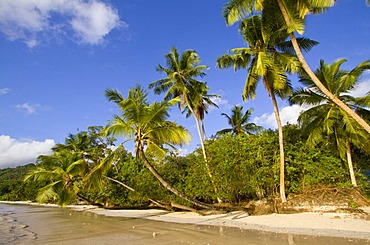 Coconut palms (Cocos nucifera) at Baie Lazare, Mahe island, Seychelles, Africa, Indian Ocean