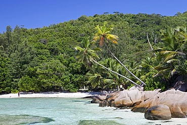 Coconut palms (Cocos nucifera) and granite rocks at Anse Cocos, La Digue island, Seychelles, Africa, Indian Ocean