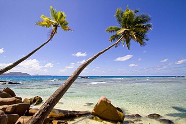 Coconut Palms (Cocos nucifera) and granite rocks by the sea, Anse Severe, La Digue Island, Seychelles, Africa, Indian Ocean