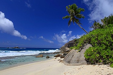 Coconut palm (Cocos nucifera) and granite rocks on Anse Cache beach, Mahe island, Seychelles, Africa, Indian Ocean