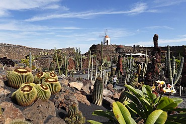 Cactus garden with a windmill, Jardin de cactus, designed by Cesar Manrique, Guatiza, Lanzarote, Canary Islands, Spain, Europe