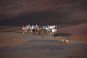 Camel rides, dromedaries in Timanfaya National Park, Montanas del Fuego volcanoes, Lanzarote, Canary Islands, Spain, Europe