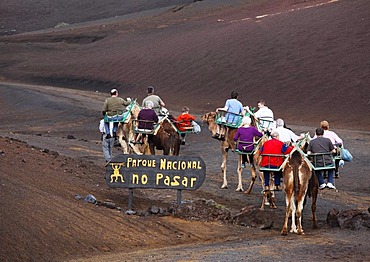 Camel rides, dromedaries in Timanfaya National Park, Montanas del Fuego volcanoes, Lanzarote, Canary Islands, Spain, Europe