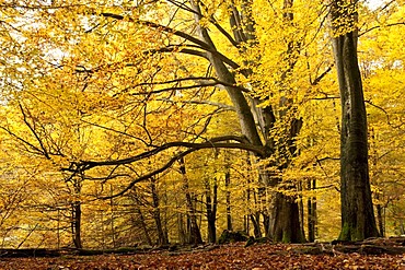 Beeches in autumn, nature reserve, Sababurg virgin forest, Reinhardswald, Hofgeismar, North Hesse, Hesse, Germany, Europe