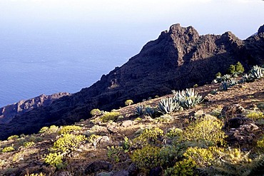 Nature and landscape at La Merica mountain, Risco de Heredia, Valle Gran Rey, La Gomera, Canary Islands, Spain, Europe