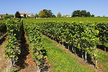 Vineyards at Gland, Lake Geneva, Canton Vaud, Switzerland, Europe