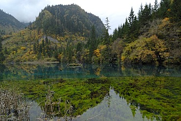 Autumn mood at the Five-Color Pond in which dead trees are lying, and seaweed and sea grass is growing, Jiuzhaiguo Valley, Jiuzhaiguo National Park, Sichuan, China, Asiaan, China, Asia