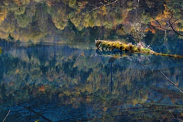 Tree on a small island, autumn mood at the Five Colour Lake in which dead trees are lying, Jiuzhaigou Valley, Jiuzhaigou National Park, Sichuan, China, Asia