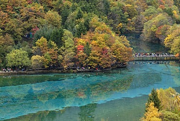 Autumn mood and reflections of trees at the turquoise Five Colour Lake in which dead trees are lying, Jiuzhaigou Valley, Jiuzhaigou National Park, Sichuan, China, Asia