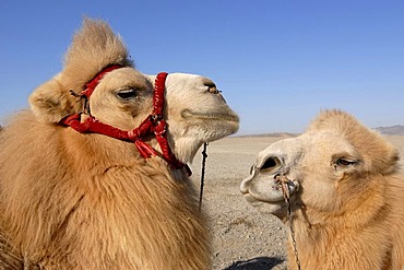 Camels with winter coat and bridles at the Jiayuguan fortress at the western end of the Great Wall, Silk Road, Gansu, China, Asia