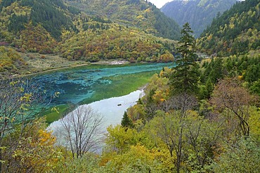 Autumn Mood at the turquoise Five Colour Lake in which dead trees are lying, Jiuzhaigou Valley, Jiuzhaigou National Park, Sichuan, China, Asia