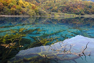 Autumn mood and reflections of trees at the turquoise Five Colour Lake in which dead trees are lying, Jiuzhaigou Valley, Jiuzhaigou National Park, Sichuan, China, Asia