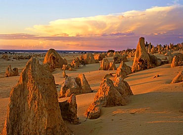 Pinnacles, limestone formations, sunset, Nambung National Park, Western Australia