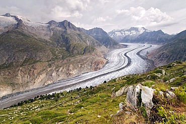 Aletsch Glacier and Aletsch Forest in front of Geisshorn, Zenbaechenhorn, Rothorn, Gross Wannenhorn and Klein Wannenhorn Mountains, Bernese Alps, Valais, Switzerland, Europe