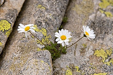 Margherita alpina (Leucanthemopsis alpina), Gran Paradiso National Park, Valle d'Aosta, Italy, Europe