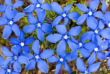 Round-leaved Gentian (Gentiana orbicularis), Gran Paradiso National Park, Valle d'Aosta, Italy, Europe