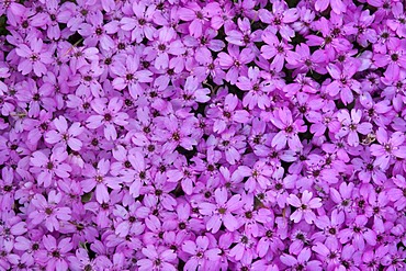 Moss Campion (Silene acaulis), Gran Paradiso National Park, Valle d'Aosta, Italy, Europe