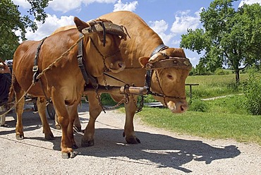 Franconian aurochs cattle harnessed to pull a cart, Franconian Open-air Museum of Bad Windsheim, Bavaria, Germany, Europe