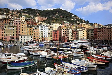 Camogli in the Genoa province, on the Golfo Paradiso at the Riviera di Levante, fishing port, Liguria, Italy, Europe