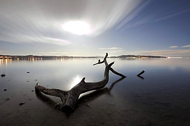 Flotsam on Lake Constance at Dingelsdorf in the moonlight, Baden-Wuerttemberg, Germany, Europe