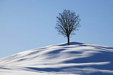 Single tree, winter landscape with fresh snow in the Alpstein massif, Appenzell, Switzerland, Europe