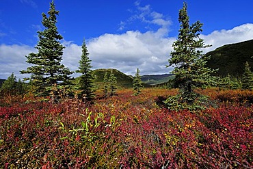 Autumn landscape, Denali National Park, Alaska