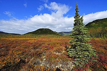 Autumn landscape, Denali National Park, Alaska