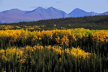 Autumn mood, yellow aspen trees, Denali National Park, Alaska