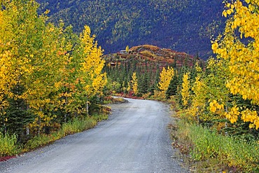 Road to Kantishna, Denali National Park, Alaska