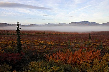 Foggy atmosphere above the autumnal tundra, Denali National Park, Alaska