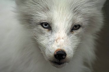 Arctic Fox (Alopex lagopus) portrait, northern Norway, Scandinavia, Europe