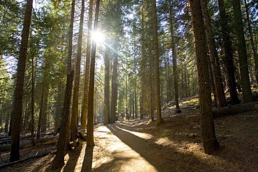 Conifer forest, Yosemite National Park, California, United States of America