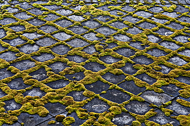 Moss on a roof