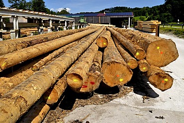 Peeled logs, wood factory in Upper Bavaria, Bavaria, Germany, Europe