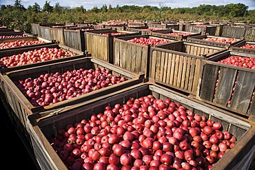 Apple harvest in Brandenburg, Germany, Europe