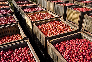 Apple harvest in Brandenburg, Germany, Europe