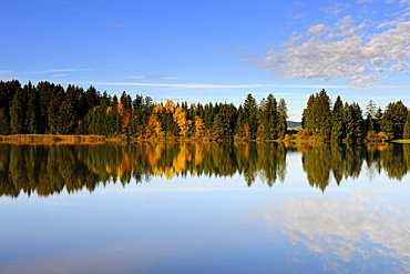 Autumn at Hegratsrieder Lake near Fuessen, Ostallgaeu, Allgaeu, Upper Bavaria, Bavaria, Germany, Europe