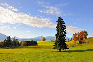 Autumn landscape near Fuessen, Ostallgaeu, Allgaeu, Upper Bavaria, Bavaria, Germany, Europe