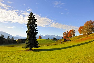 Autumn landscape near Fuessen, Ostallgaeu, Allgaeu, Upper Bavaria, Bavaria, Germany, Europe