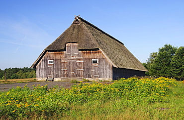 Historic sheep barn near Wesel in the Lueneburg Heath, Lueneburg Heath Nature Park, Lower Saxony, Germany, Europe