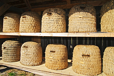 Woven beehives in a traditional bee fence near Undeloh, Lueneburg Heath Nature Park, Lower Saxony, Germany, Europe