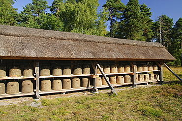 Traditional bee fence at Undeloh, Lueneburg Heath Nature Park, Lower Saxony, Germany, Europe