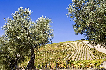 Douro vineyards, Peso da Regua, Portugal, Europe