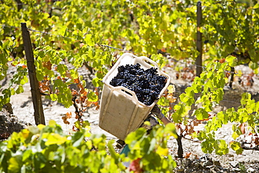 Harvesting in Douro, Portugal, Europe