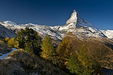 Mt. Matterhorn with autumn-colored larches, Zermatt, Switzerland, Europe