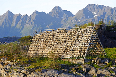 Drying rack for stockfish, Svolvaer, Norway, Scandinavia, Europe