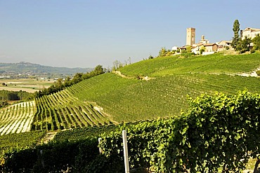 Barbaresco, Provincia Cuneo, Piedmont, Italy, Europe