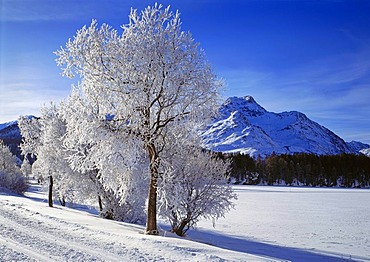 Hoarfrost near Sils in the Engadin valley, Canton of Grisons, Switzerland, Europe