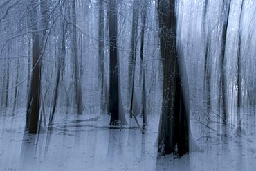 Winter forest in Kamen, Ruhr area, North Rhine-Westphalia, Germany, Europe