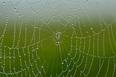 Dew drops on a spider web